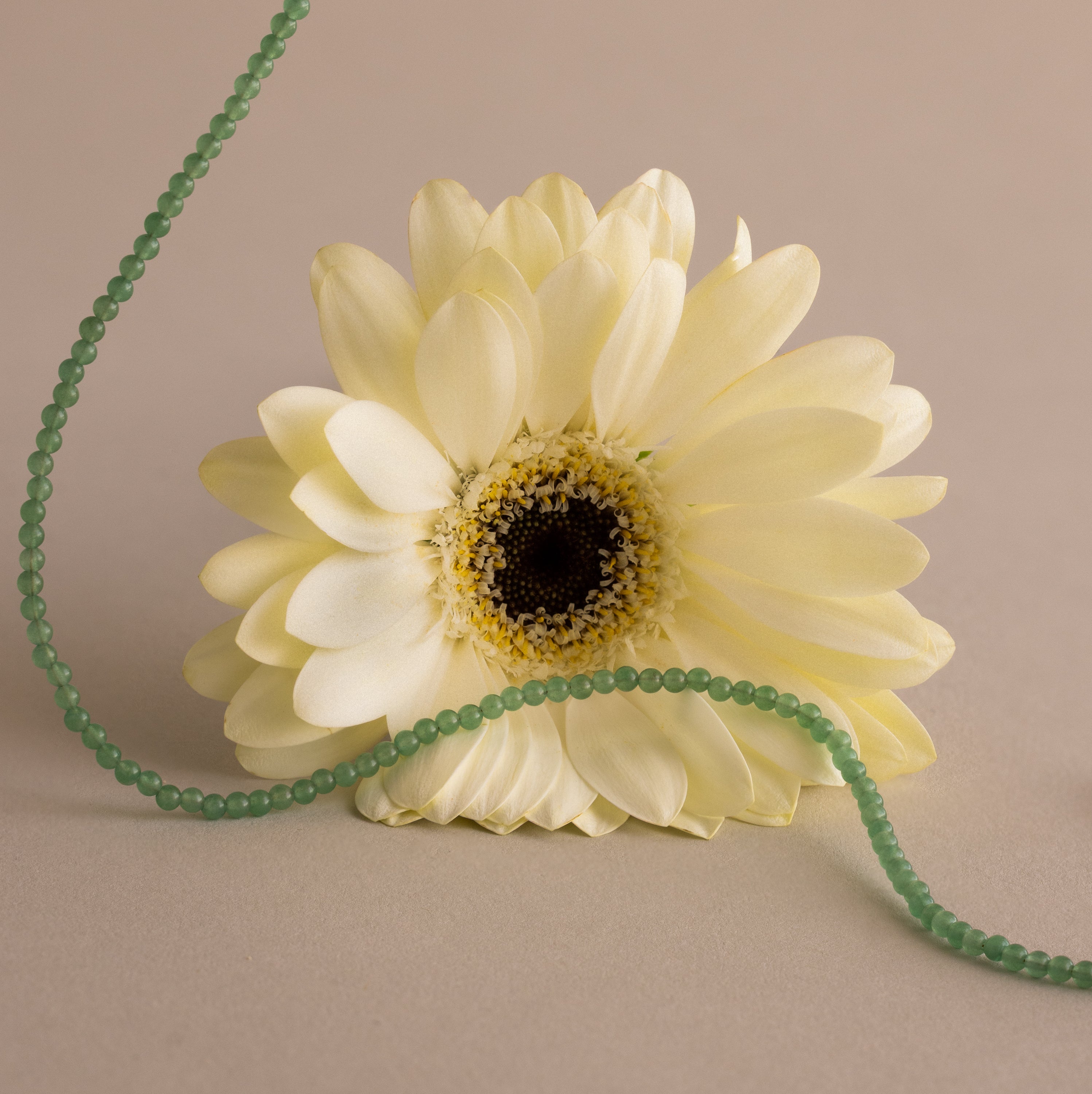 A pale yellow daisy with the Tiny Jade Choker Necklace in Silver draped in front on a beige background.