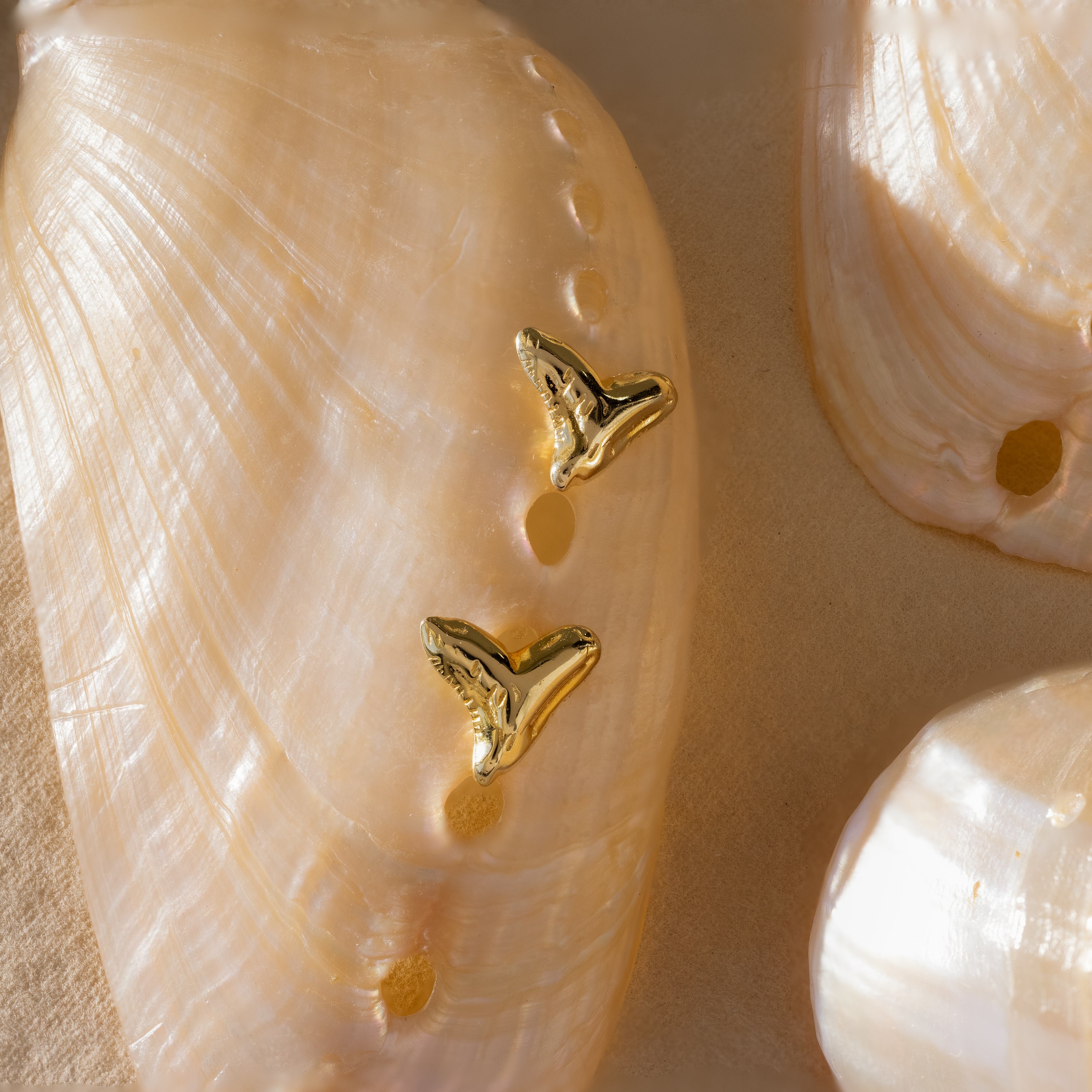 Two Shark Tooth Flatback Studs in 18K Gold sit on a seashell with holes, surrounded by shells—a stylish beach accessory for your summer jewelry collection.